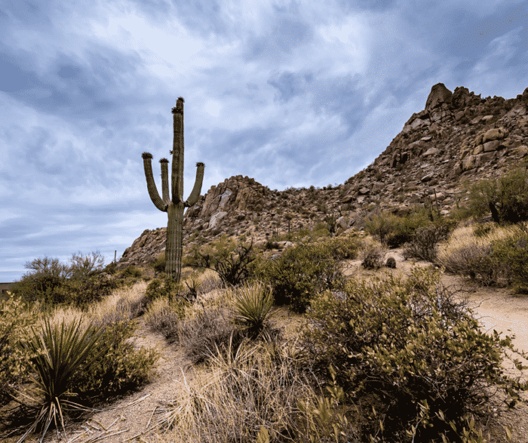 Mountainside with cactus
